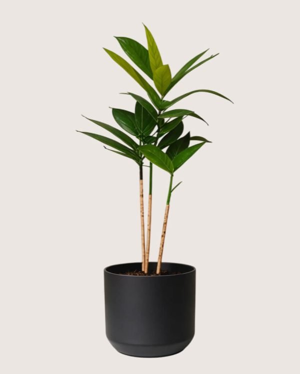 shop53-nature-2-1 Product Image